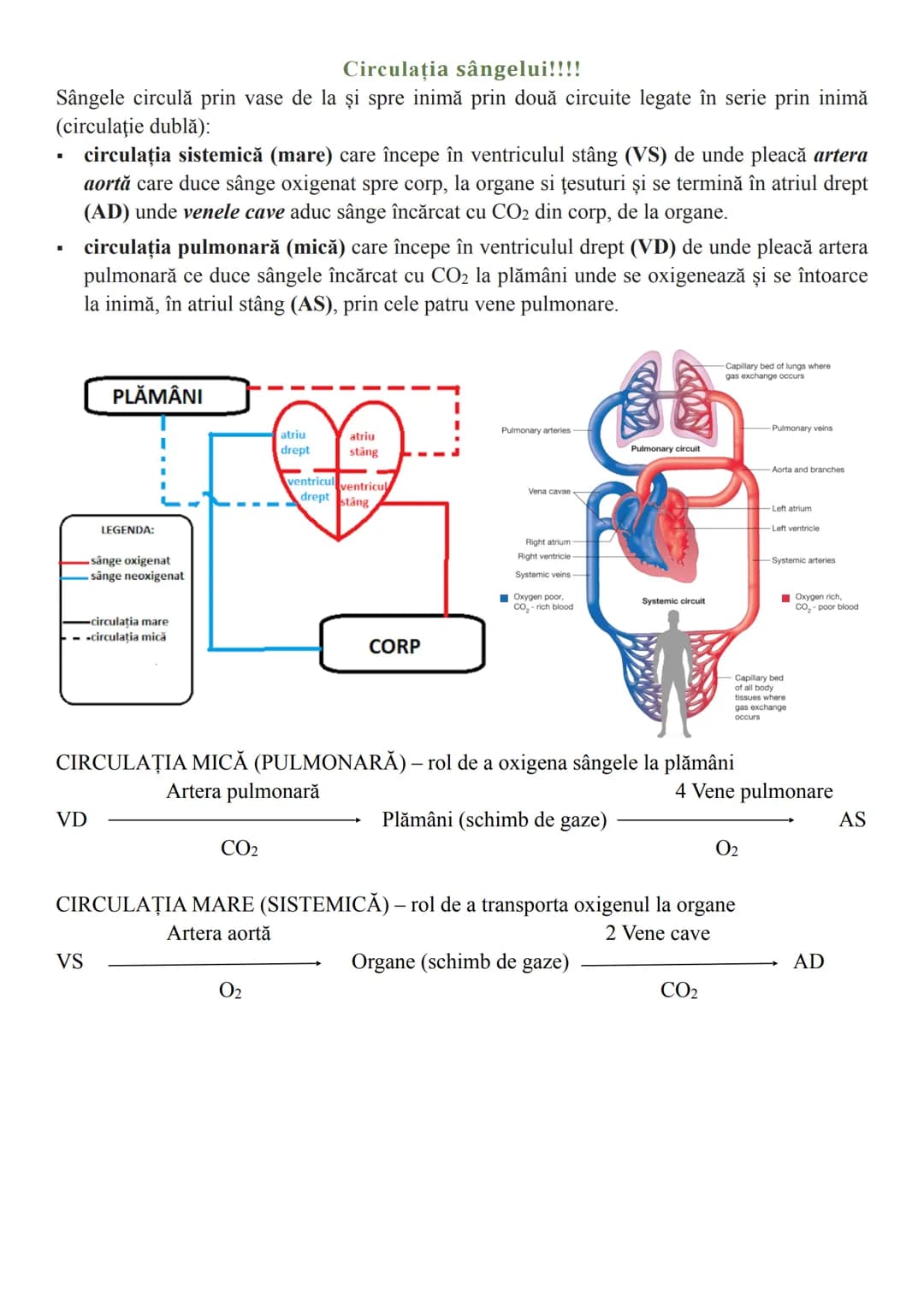 # Sistemul circulator
Sistemul circulator reprezintă totalitatea organelor care asigură transportul sângelui
prin întregul corp. Este alcătu