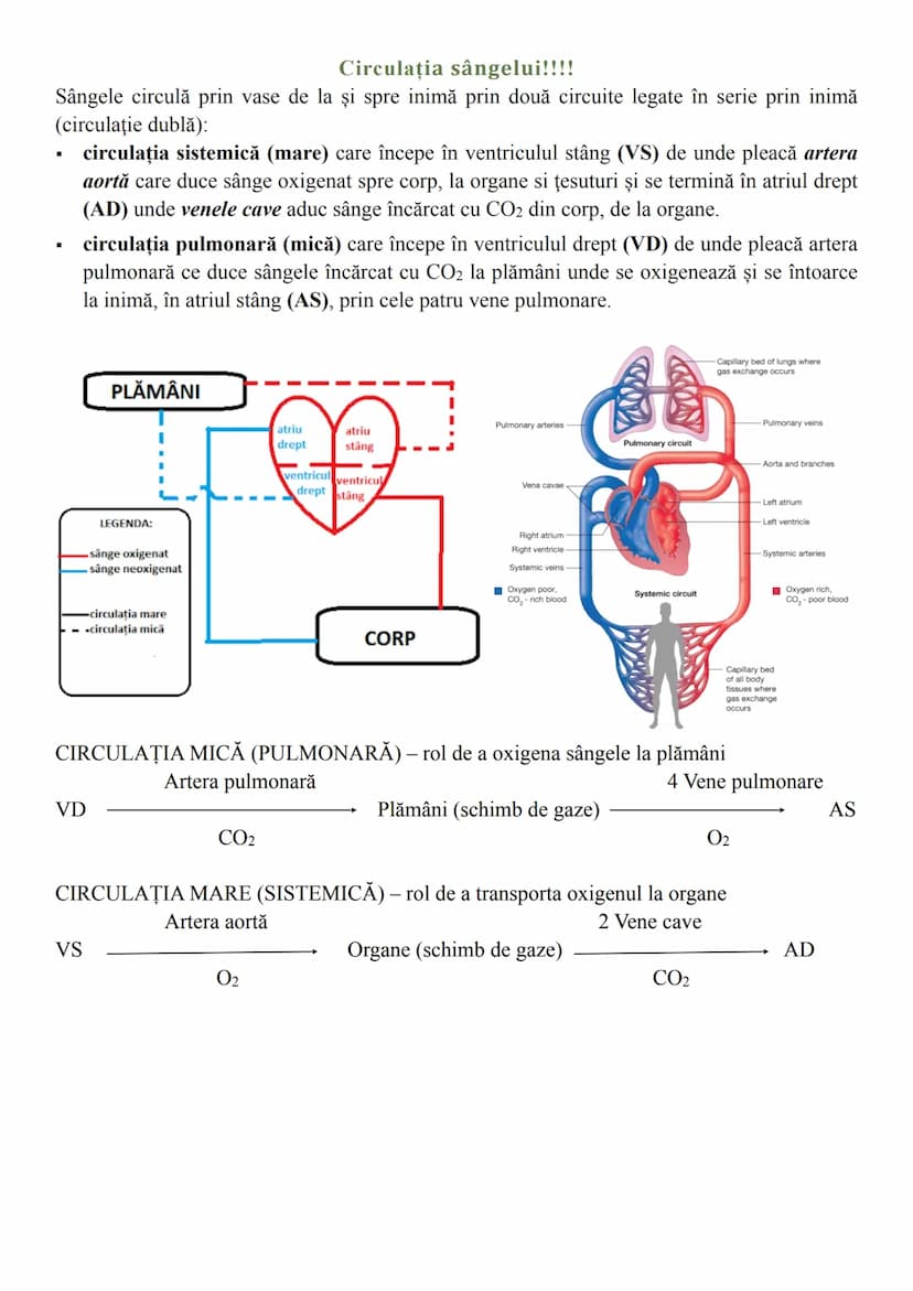 # Sistemul circulator
Sistemul circulator reprezintă totalitatea organelor care asigură transportul sângelui
prin întregul corp. Este alcătu