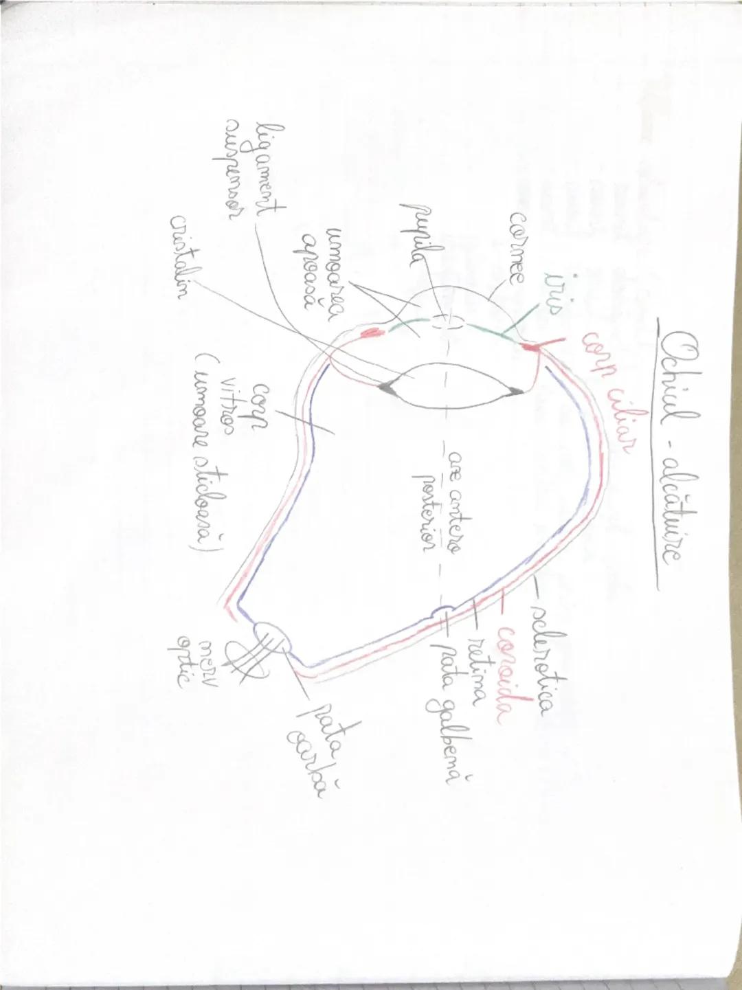--- OCR Start ---
ORGANELE DE SIMŢ
etmalizatorii = sisteme morfofunctionale
- 3 segmente periferic (receptor) - receptionează informaţiile =