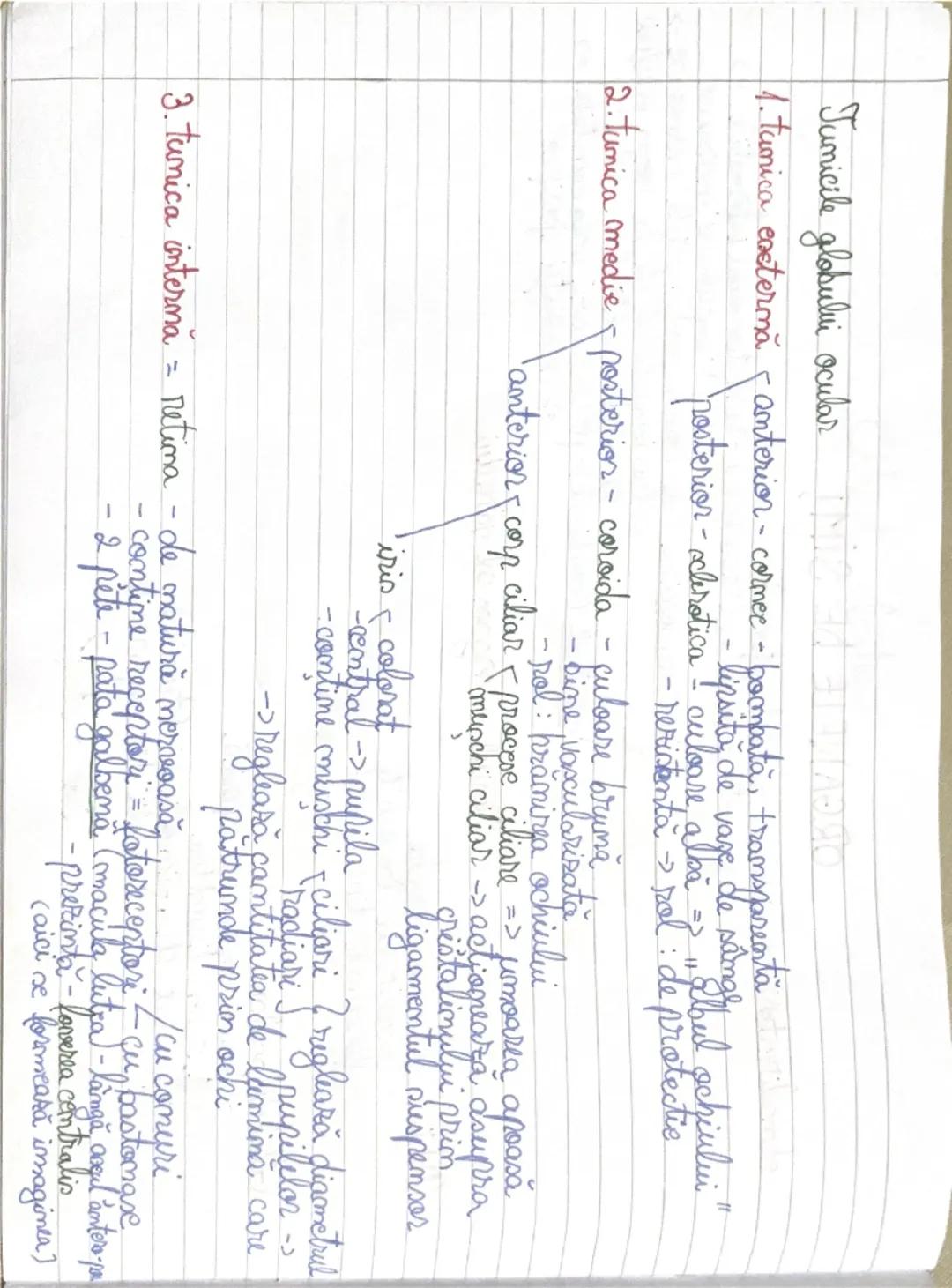 --- OCR Start ---
ORGANELE DE SIMŢ
etmalizatorii = sisteme morfofunctionale
- 3 segmente periferic (receptor) - receptionează informaţiile =