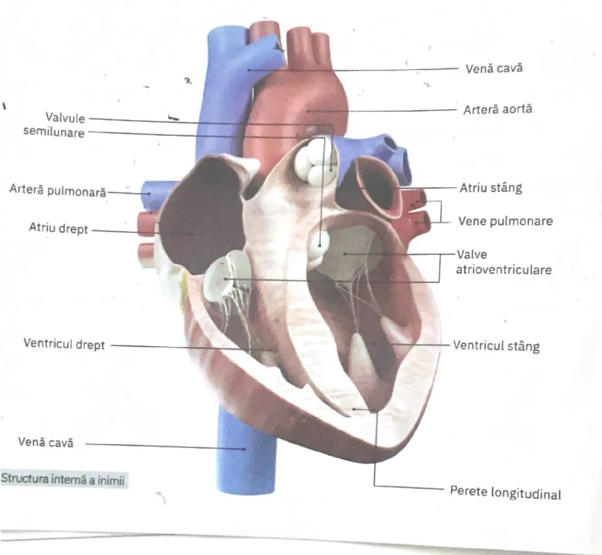 # Valvule
semilunare

# Artera pulmonară

# Atriu drept

# Ventricul drept

# Venă cavă

# Structura internă a inimii

# Venă cavă

# Artera