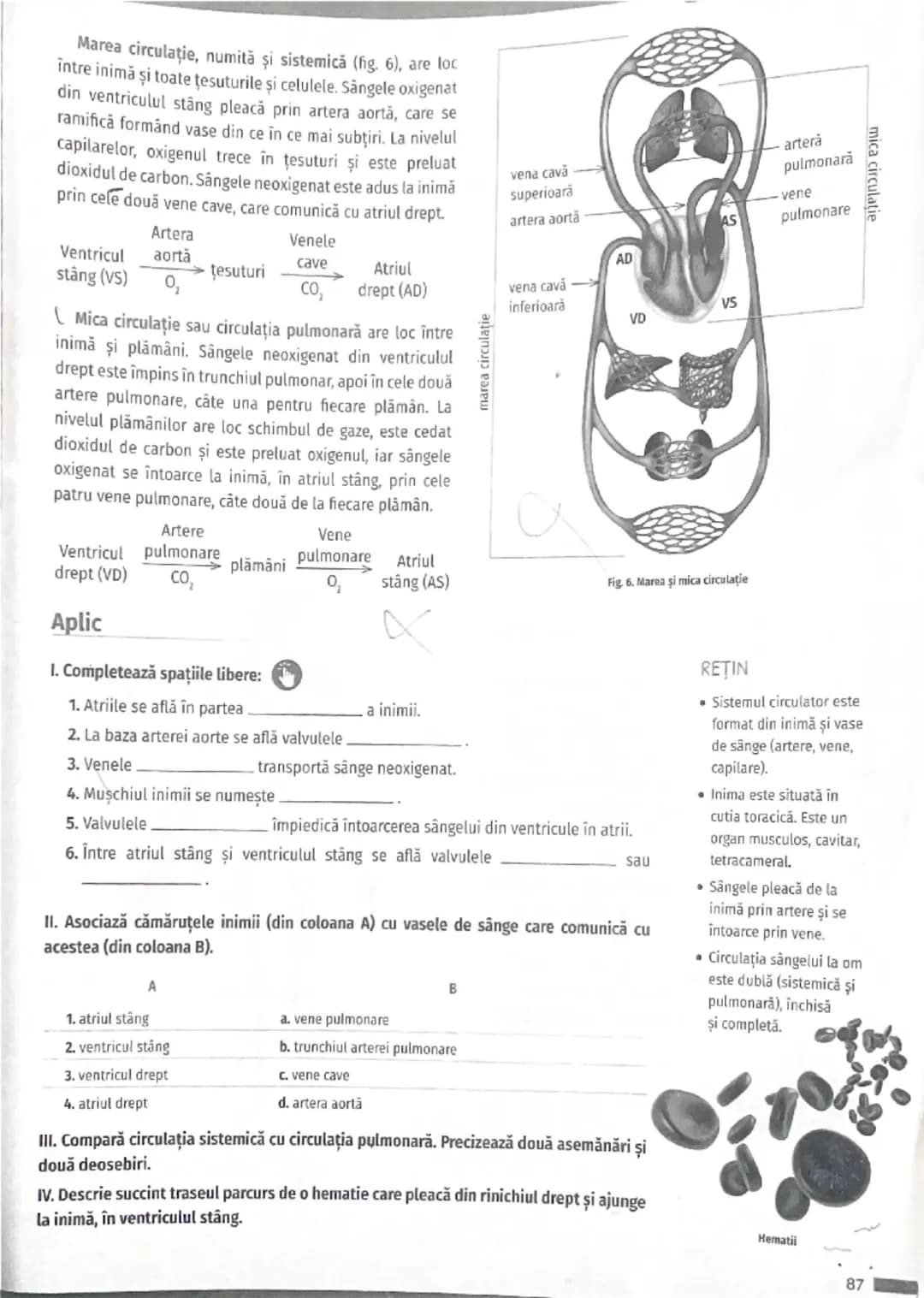 # Valvule
semilunare

# Artera pulmonară

# Atriu drept

# Ventricul drept

# Venă cavă

# Structura internă a inimii

# Venă cavă

# Artera