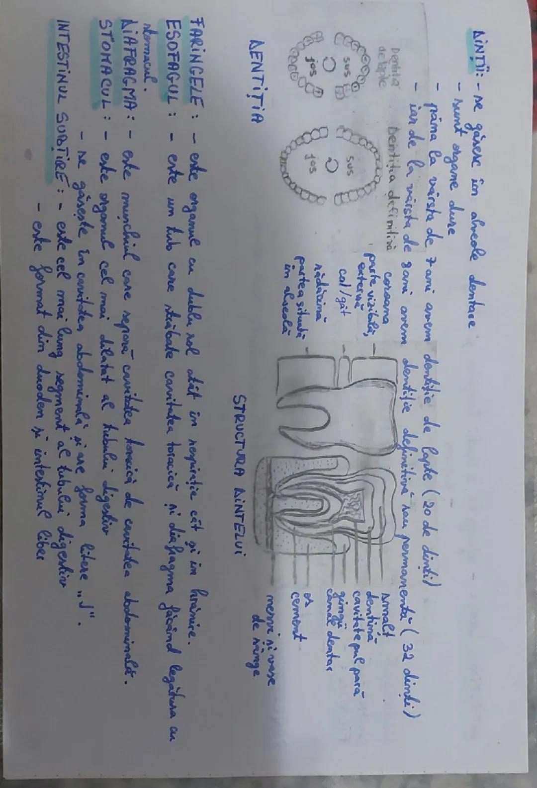 SISTEMUL DIGESTIV
si digestia la om.

Sistemul digestiv este format din:
A. tub digestiv
B. glande amere
glamde salivare
ficat
pancreas

TUB