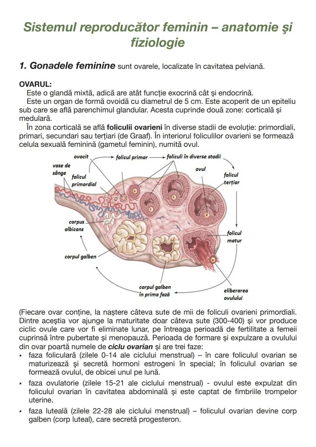 --- OCR Start ---
Testiculul endocrin
GLANDELE SEXUALE (GONADELE):
Secretă hormonii androgeni, de ex. testosteronul. Acesta este secretat de