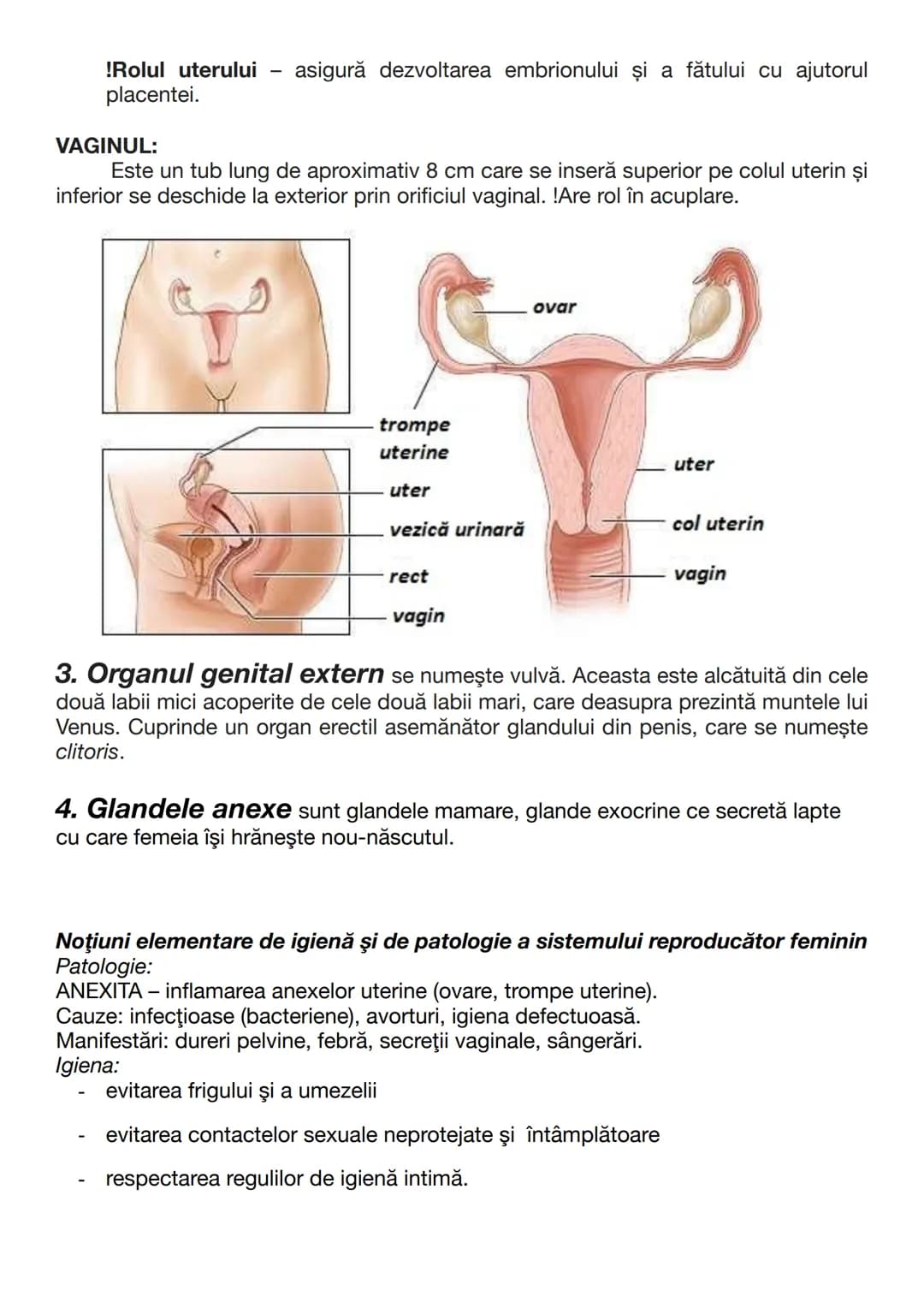 --- OCR Start ---
Testiculul endocrin
GLANDELE SEXUALE (GONADELE):
Secretă hormonii androgeni, de ex. testosteronul. Acesta este secretat de