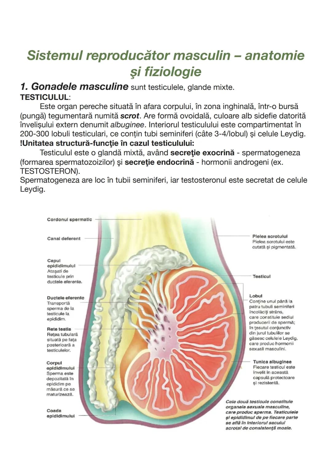 --- OCR Start ---
Testiculul endocrin
GLANDELE SEXUALE (GONADELE):
Secretă hormonii androgeni, de ex. testosteronul. Acesta este secretat de
