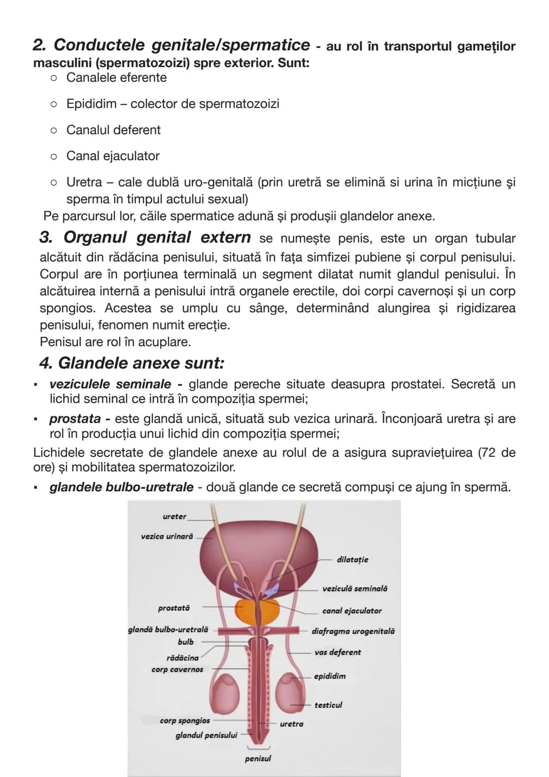 --- OCR Start ---
Testiculul endocrin
GLANDELE SEXUALE (GONADELE):
Secretă hormonii androgeni, de ex. testosteronul. Acesta este secretat de