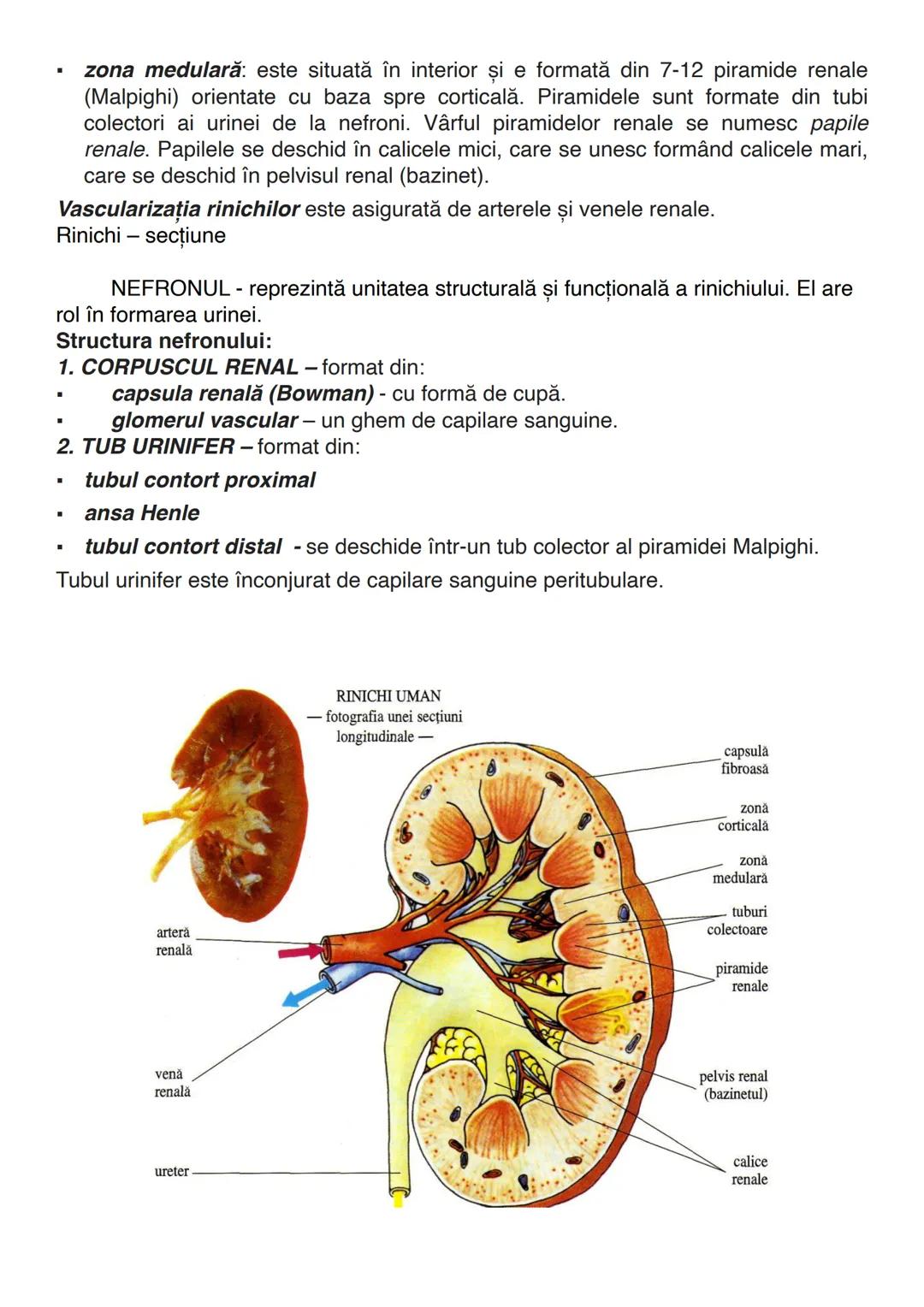--- OCR Start ---
EXCRETIA
Excreția este funcția de nutriție care asigură eliminarea substanțelor nefolositoare din
organism. Se elimină sub