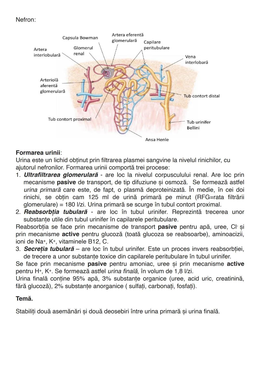 --- OCR Start ---
EXCRETIA
Excreția este funcția de nutriție care asigură eliminarea substanțelor nefolositoare din
organism. Se elimină sub