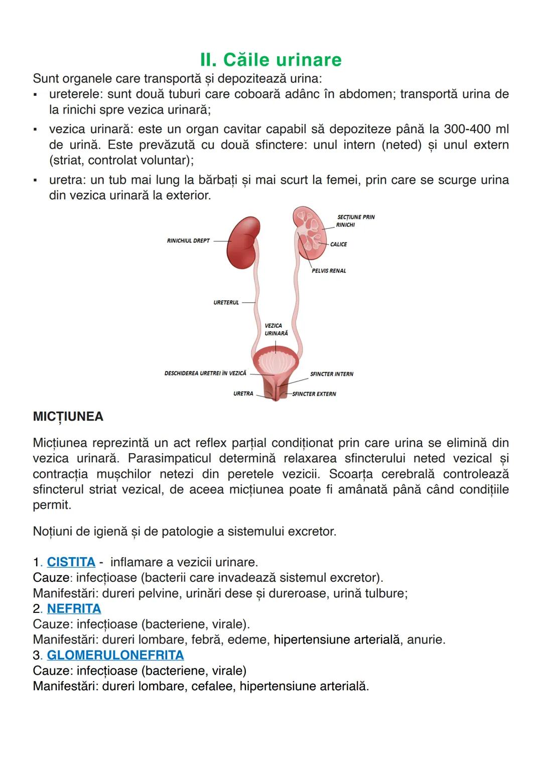 --- OCR Start ---
EXCRETIA
Excreția este funcția de nutriție care asigură eliminarea substanțelor nefolositoare din
organism. Se elimină sub