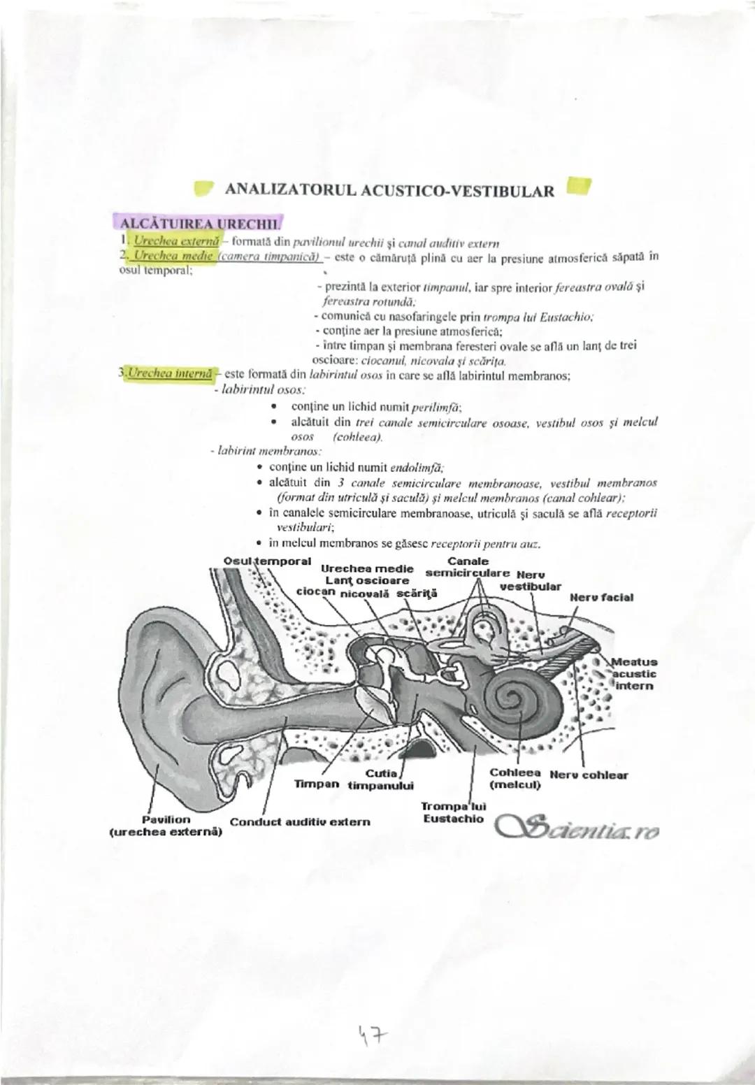 --- OCR Start ---
ANALIZATORUL ACUSTICO-VESTIBULAR
ALCATUIREA URECHIL
1. Urechea externă formată din pavilionul urechii şi canal auditiv ext