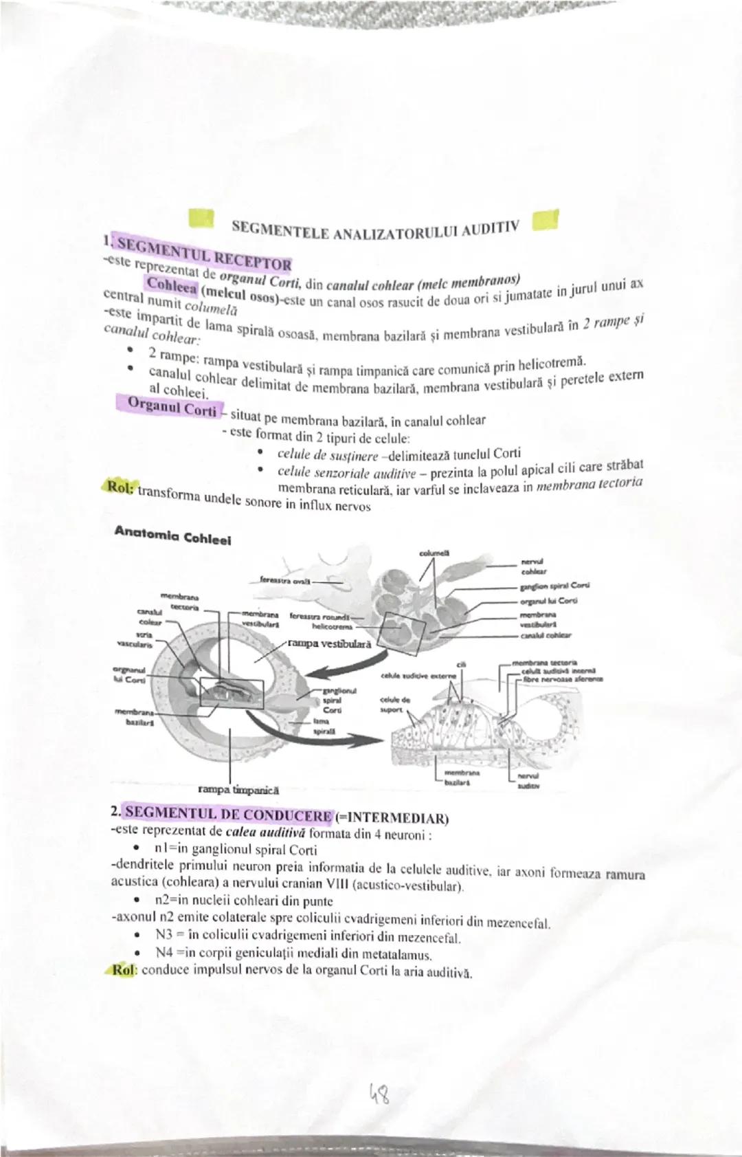 --- OCR Start ---
ANALIZATORUL ACUSTICO-VESTIBULAR
ALCATUIREA URECHIL
1. Urechea externă formată din pavilionul urechii şi canal auditiv ext