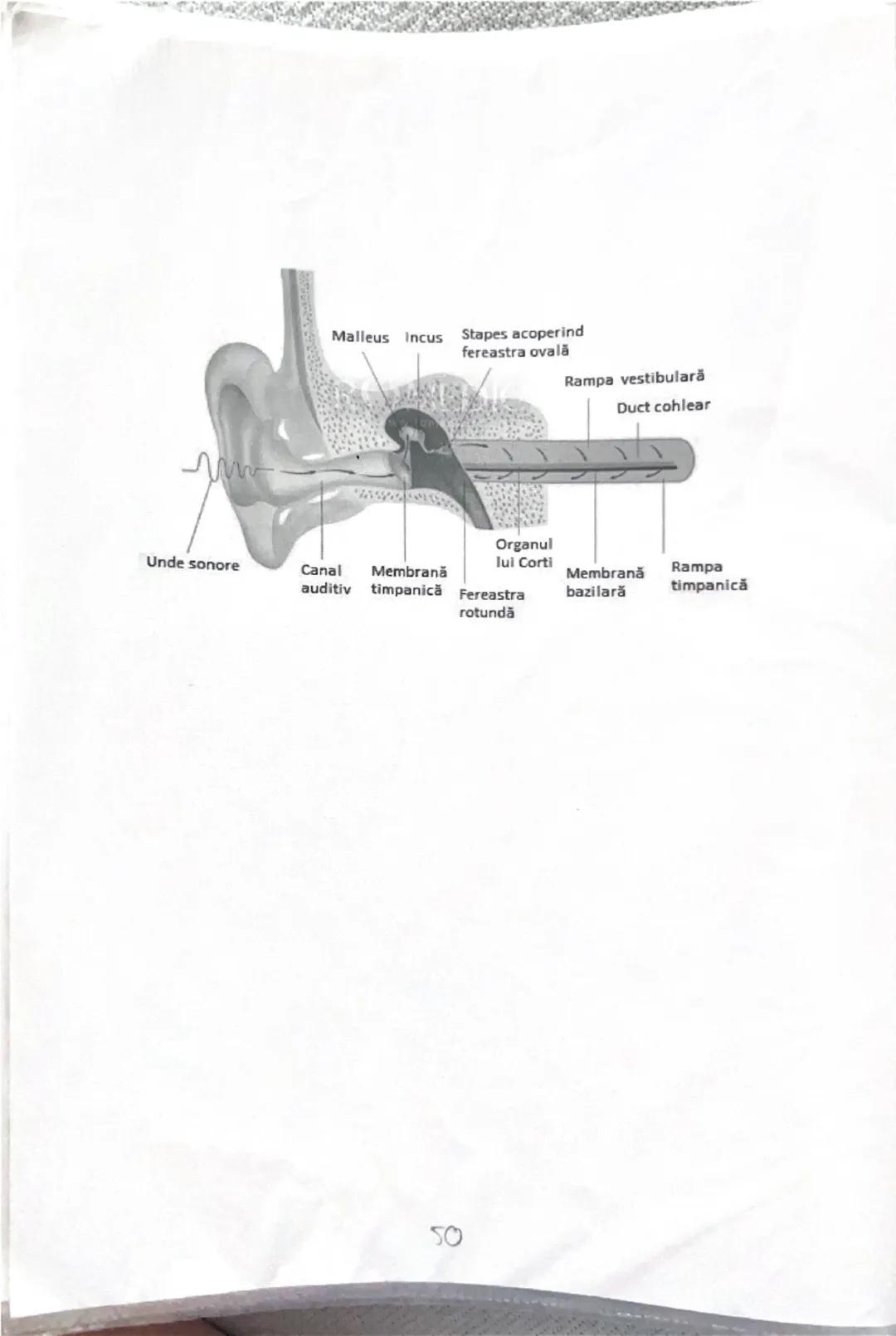 --- OCR Start ---
ANALIZATORUL ACUSTICO-VESTIBULAR
ALCATUIREA URECHIL
1. Urechea externă formată din pavilionul urechii şi canal auditiv ext