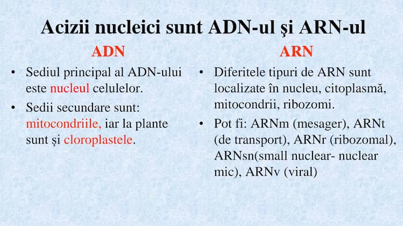 # Acizii nucleici sunt ADN-ul și ARN-ul

## ADN

- Sediul principal al ADN-ului
este nucleul celulelor.
- Sedii secundare sunt:
mitocondriil