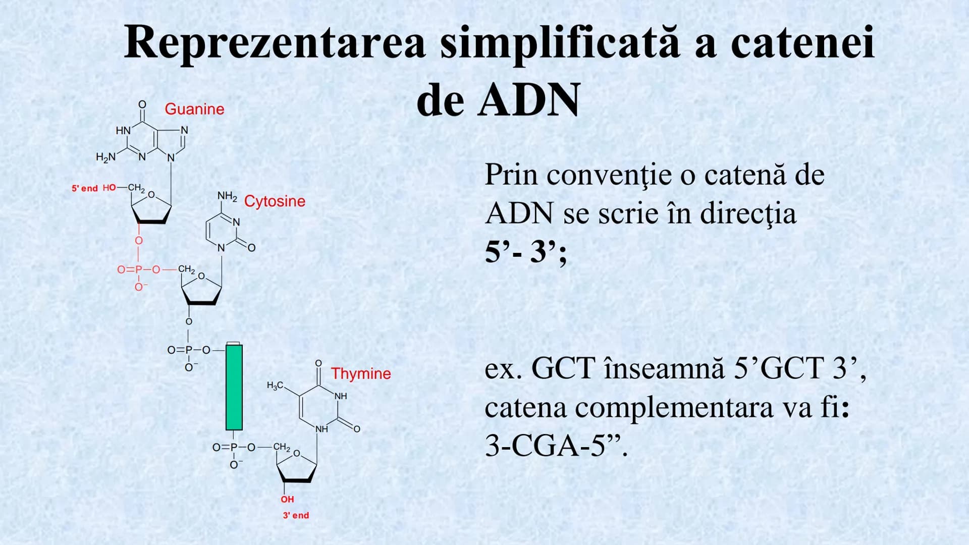 # Acizii nucleici sunt ADN-ul și ARN-ul

## ADN

- Sediul principal al ADN-ului
este nucleul celulelor.
- Sedii secundare sunt:
mitocondriil
