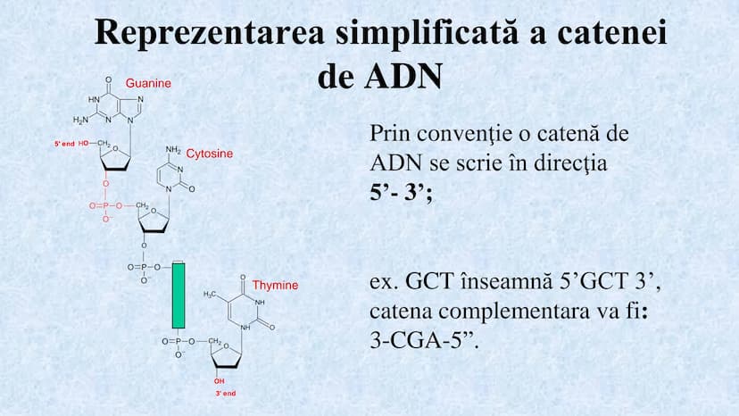 # Acizii nucleici sunt ADN-ul și ARN-ul

## ADN

- Sediul principal al ADN-ului
este nucleul celulelor.
- Sedii secundare sunt:
mitocondriil