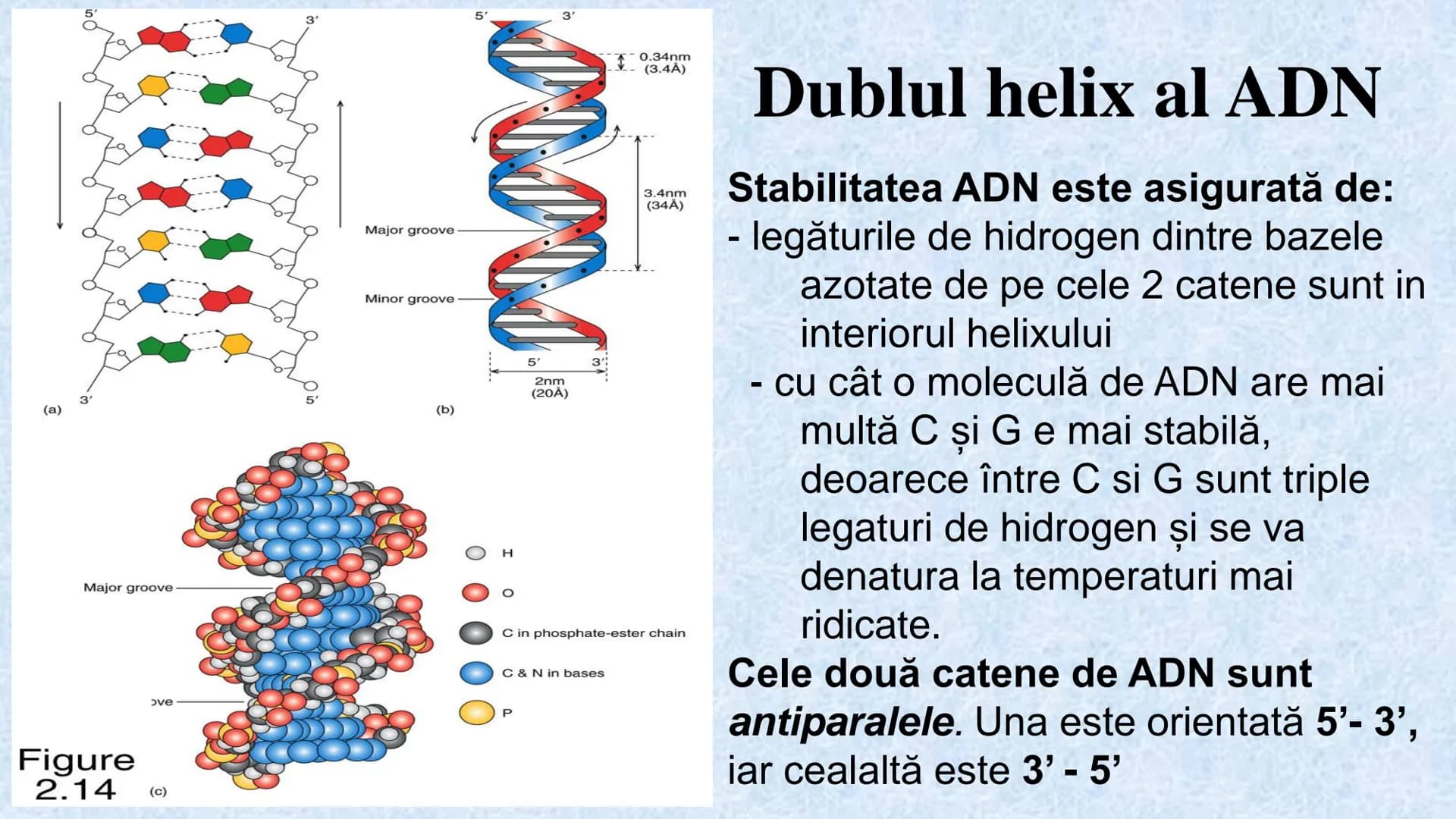 # Acizii nucleici sunt ADN-ul și ARN-ul

## ADN

- Sediul principal al ADN-ului
este nucleul celulelor.
- Sedii secundare sunt:
mitocondriil