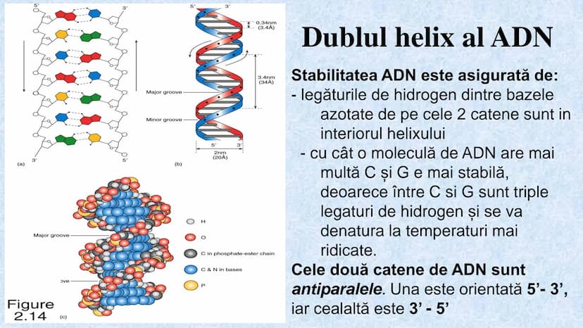 # Acizii nucleici sunt ADN-ul și ARN-ul

## ADN

- Sediul principal al ADN-ului
este nucleul celulelor.
- Sedii secundare sunt:
mitocondriil