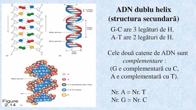 # Acizii nucleici sunt ADN-ul și ARN-ul

## ADN

- Sediul principal al ADN-ului
este nucleul celulelor.
- Sedii secundare sunt:
mitocondriil