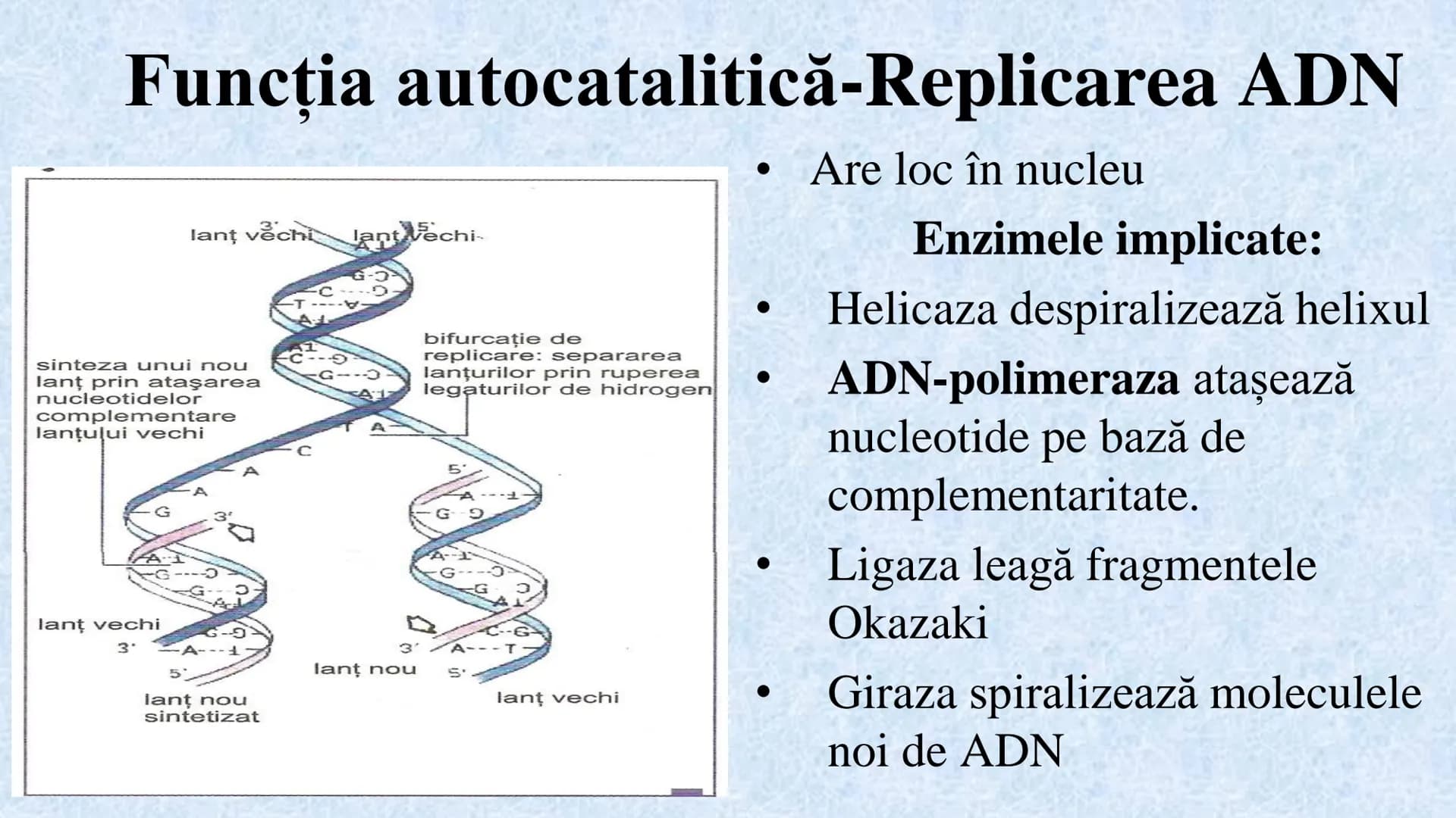 # Acizii nucleici sunt ADN-ul și ARN-ul

## ADN

- Sediul principal al ADN-ului
este nucleul celulelor.
- Sedii secundare sunt:
mitocondriil