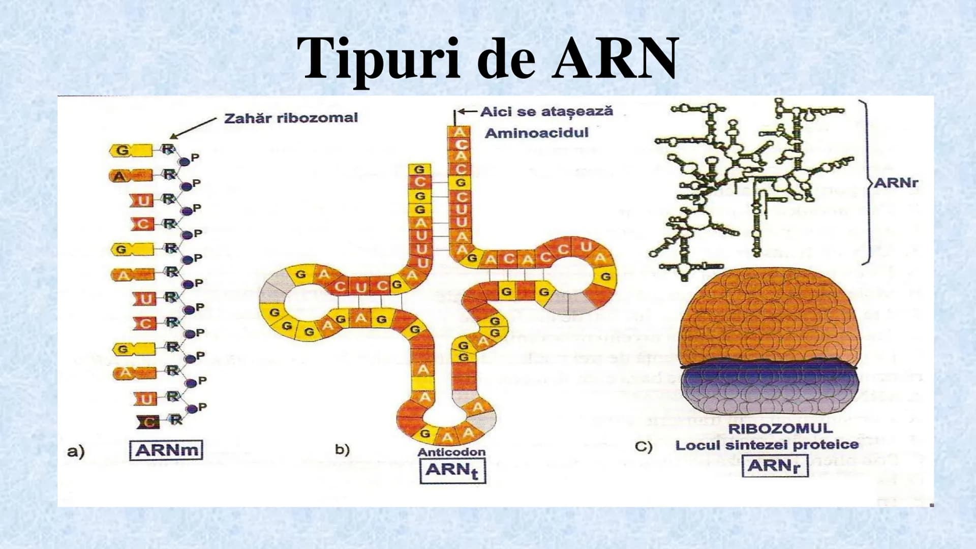 # Acizii nucleici sunt ADN-ul și ARN-ul

## ADN

- Sediul principal al ADN-ului
este nucleul celulelor.
- Sedii secundare sunt:
mitocondriil