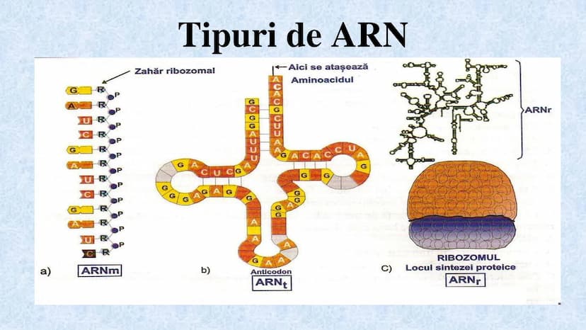 # Acizii nucleici sunt ADN-ul și ARN-ul

## ADN

- Sediul principal al ADN-ului
este nucleul celulelor.
- Sedii secundare sunt:
mitocondriil