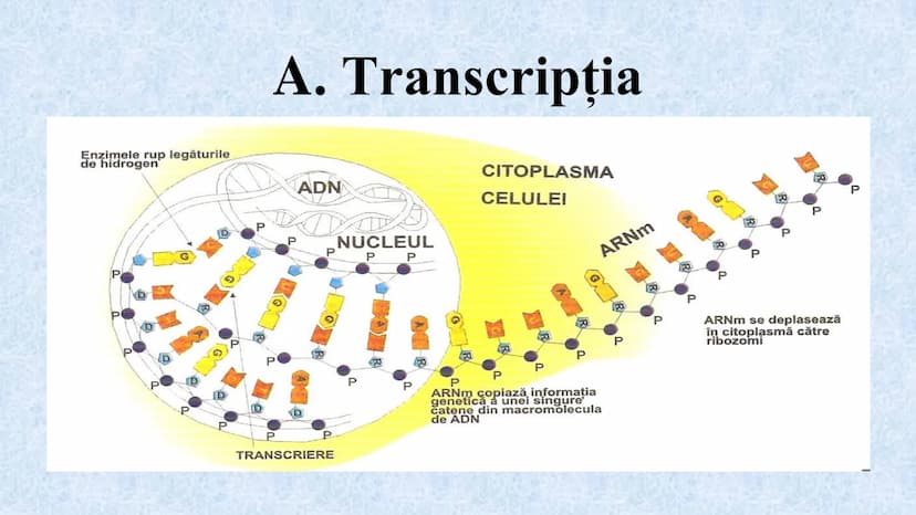 # Acizii nucleici sunt ADN-ul și ARN-ul

## ADN

- Sediul principal al ADN-ului
este nucleul celulelor.
- Sedii secundare sunt:
mitocondriil