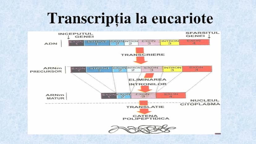 # Acizii nucleici sunt ADN-ul și ARN-ul

## ADN

- Sediul principal al ADN-ului
este nucleul celulelor.
- Sedii secundare sunt:
mitocondriil