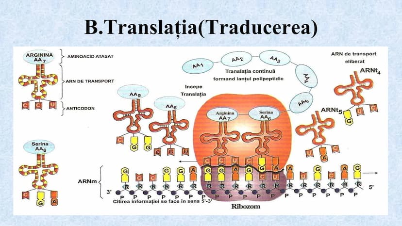 # Acizii nucleici sunt ADN-ul și ARN-ul

## ADN

- Sediul principal al ADN-ului
este nucleul celulelor.
- Sedii secundare sunt:
mitocondriil