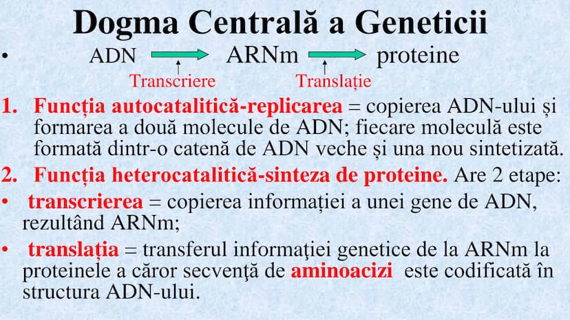 # Acizii nucleici sunt ADN-ul și ARN-ul

## ADN

- Sediul principal al ADN-ului
este nucleul celulelor.
- Sedii secundare sunt:
mitocondriil
