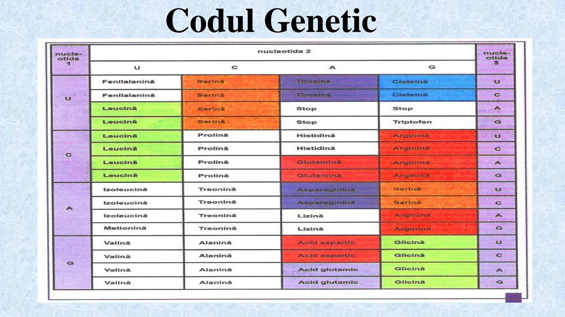 # Acizii nucleici sunt ADN-ul și ARN-ul

## ADN

- Sediul principal al ADN-ului
este nucleul celulelor.
- Sedii secundare sunt:
mitocondriil