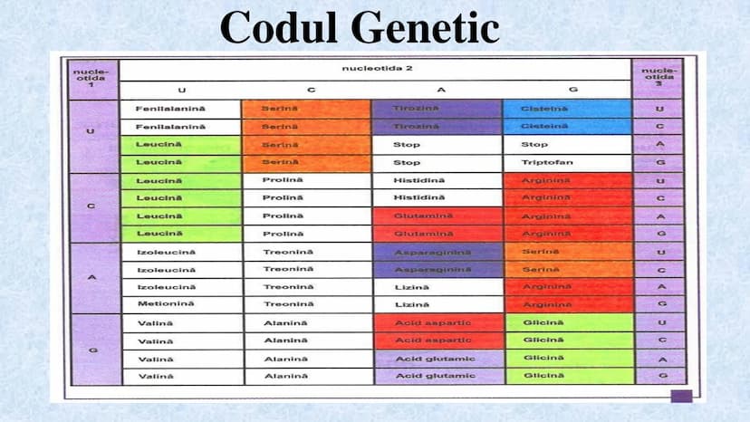 # Acizii nucleici sunt ADN-ul și ARN-ul

## ADN

- Sediul principal al ADN-ului
este nucleul celulelor.
- Sedii secundare sunt:
mitocondriil