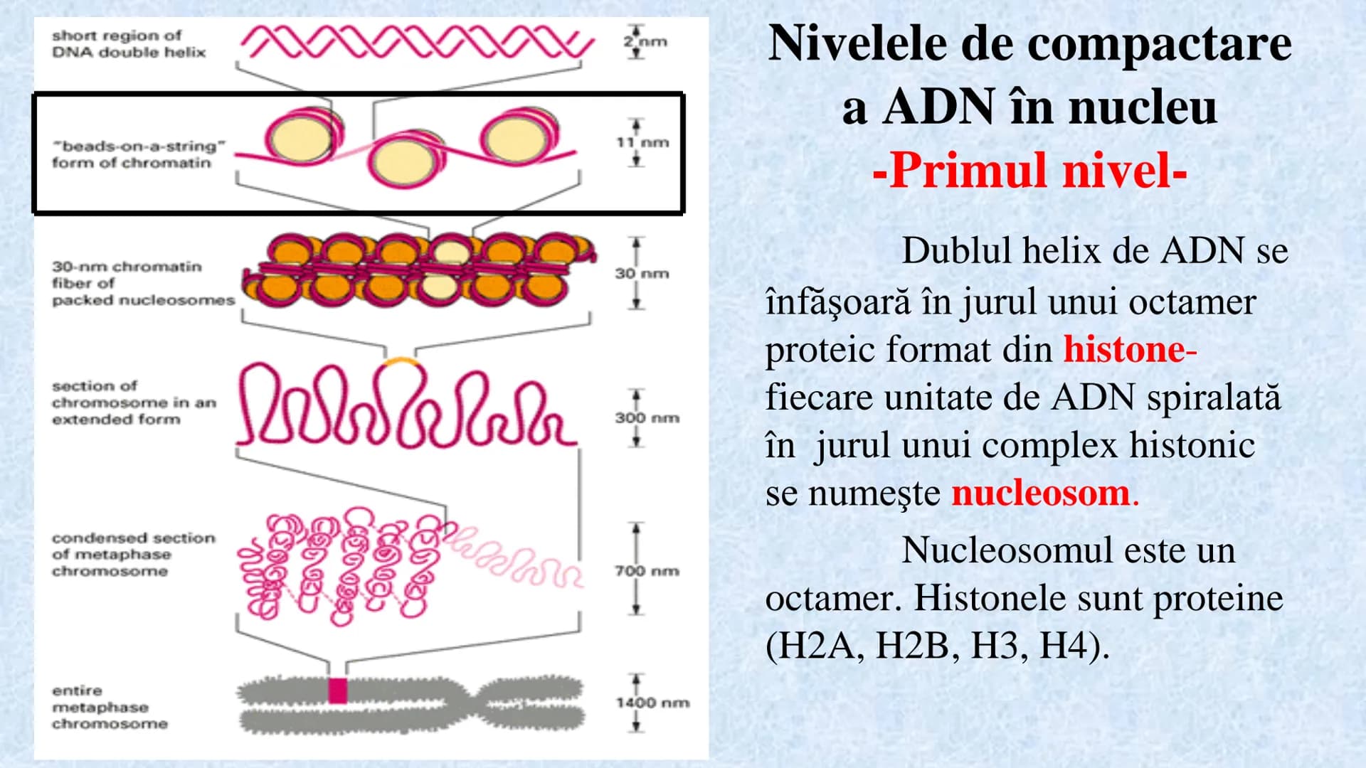 # Acizii nucleici sunt ADN-ul și ARN-ul

## ADN

- Sediul principal al ADN-ului
este nucleul celulelor.
- Sedii secundare sunt:
mitocondriil