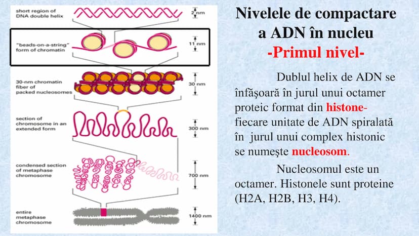 # Acizii nucleici sunt ADN-ul și ARN-ul

## ADN

- Sediul principal al ADN-ului
este nucleul celulelor.
- Sedii secundare sunt:
mitocondriil
