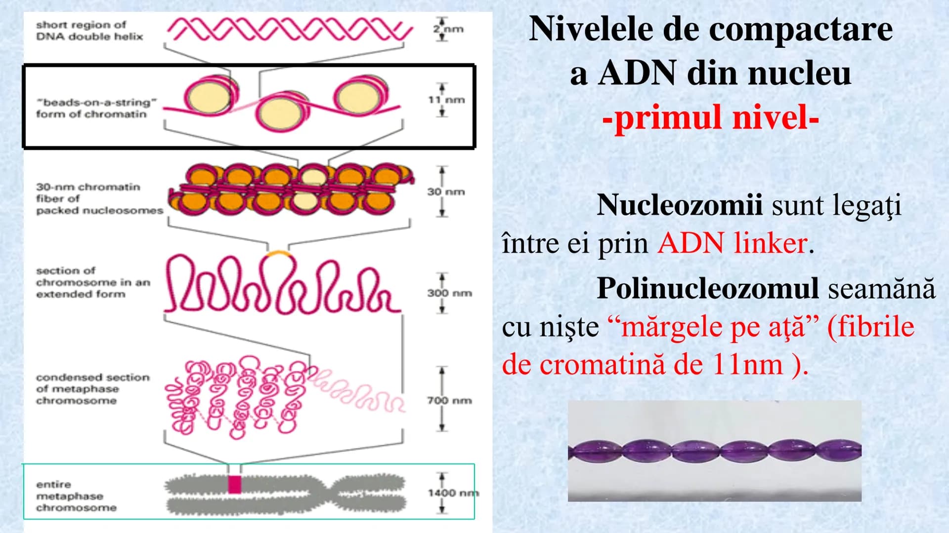 # Acizii nucleici sunt ADN-ul și ARN-ul

## ADN

- Sediul principal al ADN-ului
este nucleul celulelor.
- Sedii secundare sunt:
mitocondriil