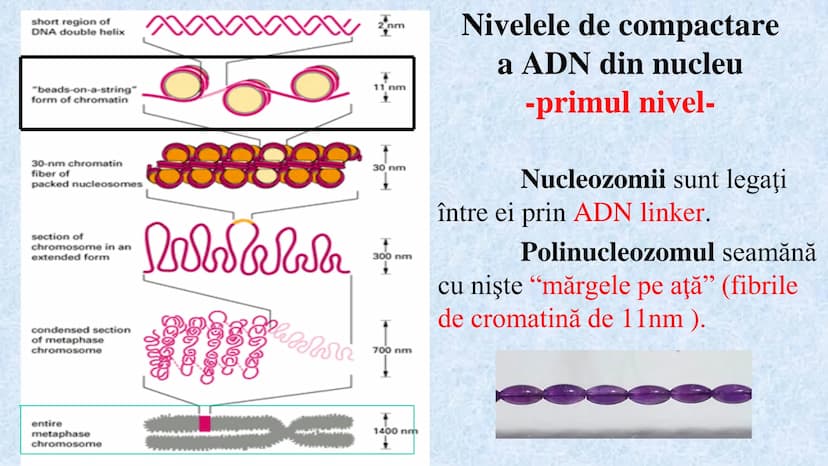 # Acizii nucleici sunt ADN-ul și ARN-ul

## ADN

- Sediul principal al ADN-ului
este nucleul celulelor.
- Sedii secundare sunt:
mitocondriil