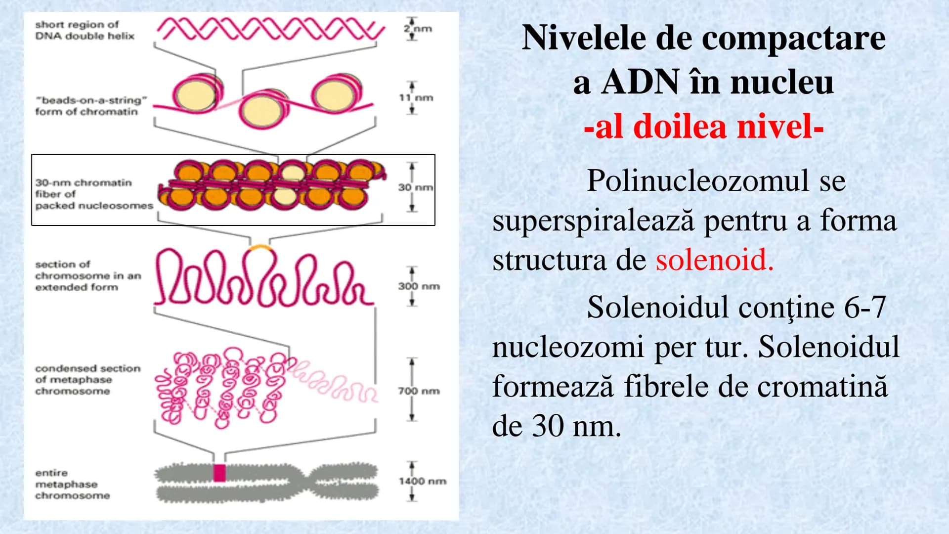 # Acizii nucleici sunt ADN-ul și ARN-ul

## ADN

- Sediul principal al ADN-ului
este nucleul celulelor.
- Sedii secundare sunt:
mitocondriil