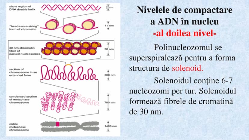 # Acizii nucleici sunt ADN-ul și ARN-ul

## ADN

- Sediul principal al ADN-ului
este nucleul celulelor.
- Sedii secundare sunt:
mitocondriil