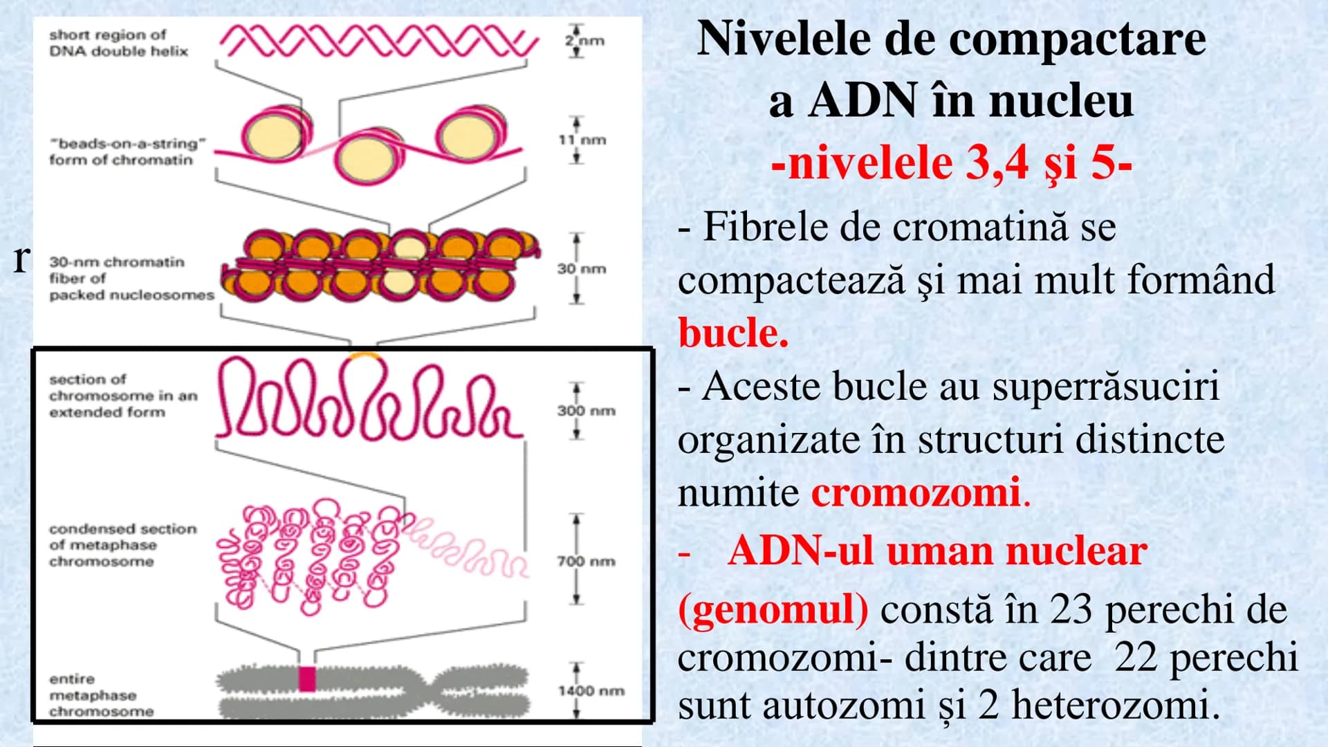 # Acizii nucleici sunt ADN-ul și ARN-ul

## ADN

- Sediul principal al ADN-ului
este nucleul celulelor.
- Sedii secundare sunt:
mitocondriil