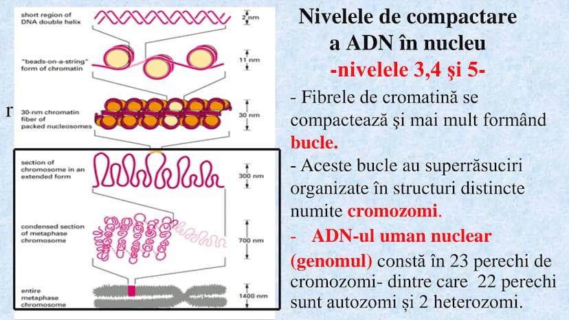 # Acizii nucleici sunt ADN-ul și ARN-ul

## ADN

- Sediul principal al ADN-ului
este nucleul celulelor.
- Sedii secundare sunt:
mitocondriil