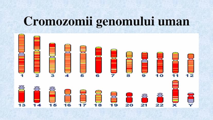 # Acizii nucleici sunt ADN-ul și ARN-ul

## ADN

- Sediul principal al ADN-ului
este nucleul celulelor.
- Sedii secundare sunt:
mitocondriil