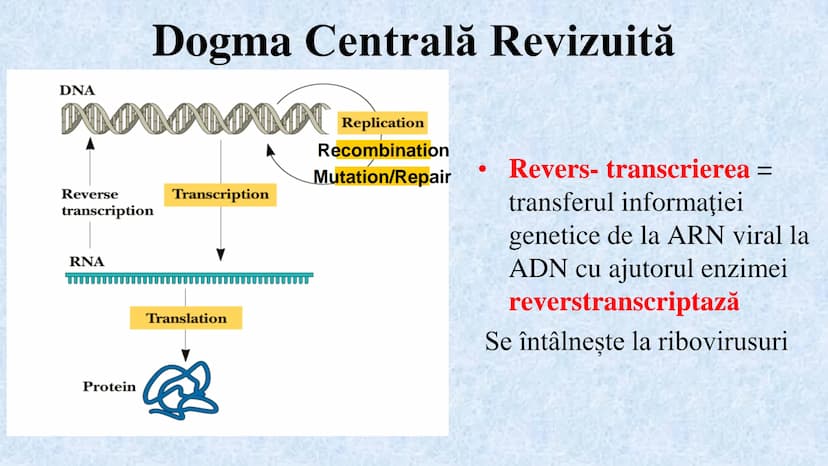 # Acizii nucleici sunt ADN-ul și ARN-ul

## ADN

- Sediul principal al ADN-ului
este nucleul celulelor.
- Sedii secundare sunt:
mitocondriil
