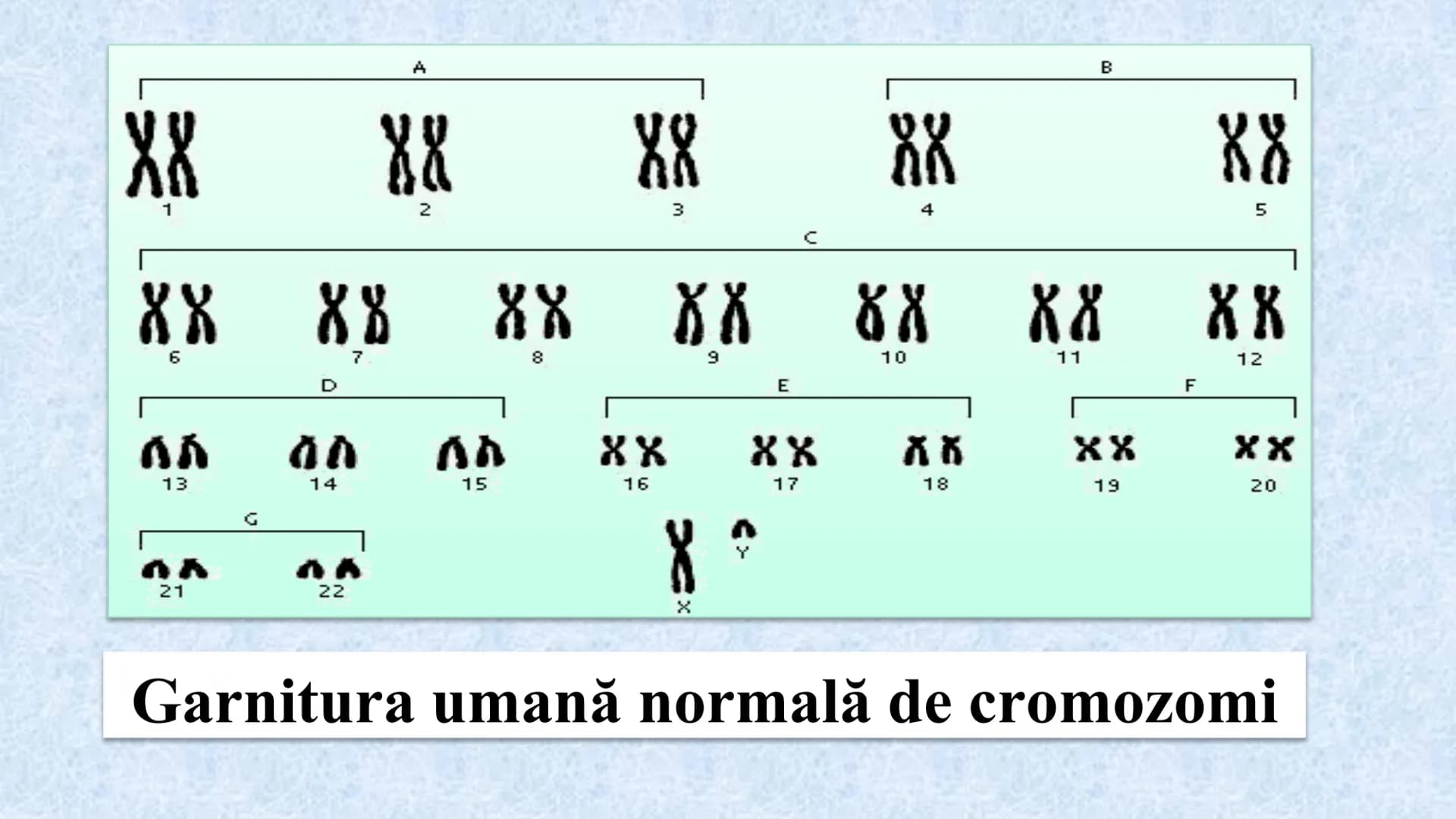 # Acizii nucleici sunt ADN-ul și ARN-ul

## ADN

- Sediul principal al ADN-ului
este nucleul celulelor.
- Sedii secundare sunt:
mitocondriil