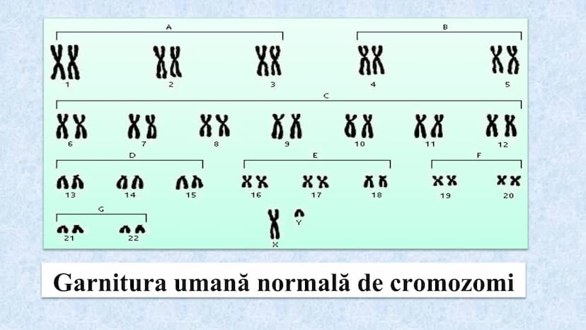# Acizii nucleici sunt ADN-ul și ARN-ul

## ADN

- Sediul principal al ADN-ului
este nucleul celulelor.
- Sedii secundare sunt:
mitocondriil