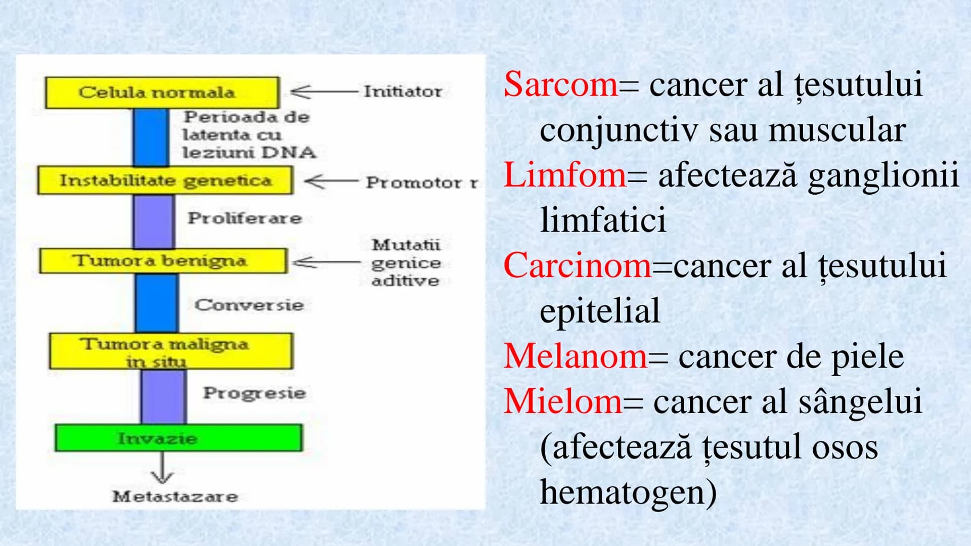 # Acizii nucleici sunt ADN-ul și ARN-ul

## ADN

- Sediul principal al ADN-ului
este nucleul celulelor.
- Sedii secundare sunt:
mitocondriil