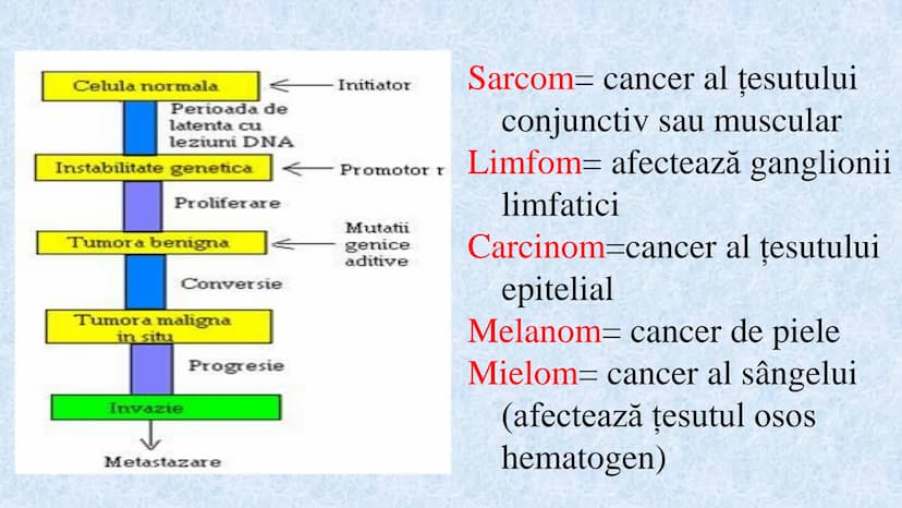 # Acizii nucleici sunt ADN-ul și ARN-ul

## ADN

- Sediul principal al ADN-ului
este nucleul celulelor.
- Sedii secundare sunt:
mitocondriil