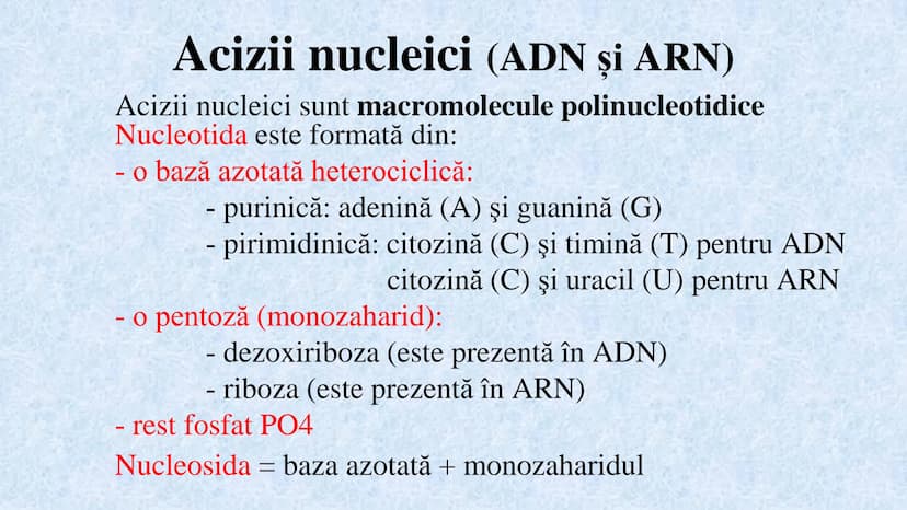 # Acizii nucleici sunt ADN-ul și ARN-ul

## ADN

- Sediul principal al ADN-ului
este nucleul celulelor.
- Sedii secundare sunt:
mitocondriil