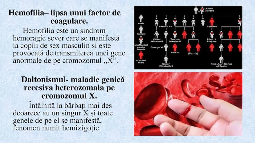 # Acizii nucleici sunt ADN-ul și ARN-ul

## ADN

- Sediul principal al ADN-ului
este nucleul celulelor.
- Sedii secundare sunt:
mitocondriil