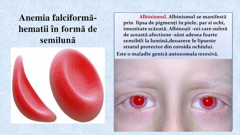 # Acizii nucleici sunt ADN-ul și ARN-ul

## ADN

- Sediul principal al ADN-ului
este nucleul celulelor.
- Sedii secundare sunt:
mitocondriil