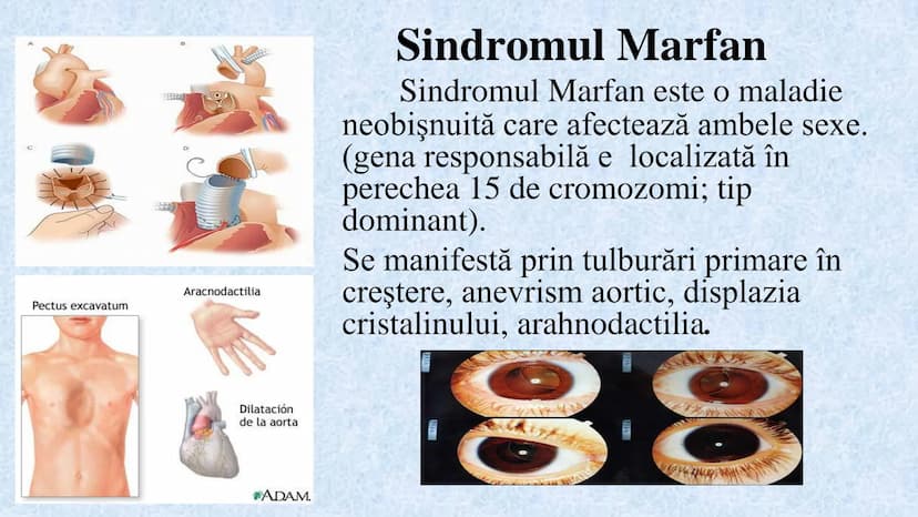 # Acizii nucleici sunt ADN-ul și ARN-ul

## ADN

- Sediul principal al ADN-ului
este nucleul celulelor.
- Sedii secundare sunt:
mitocondriil